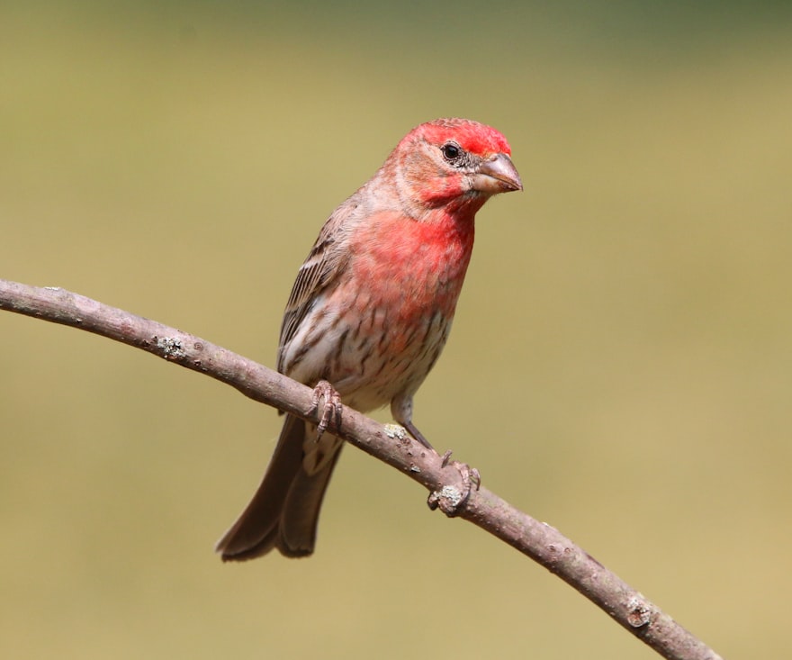 House Finch