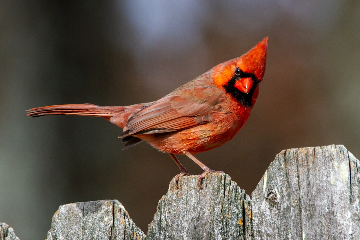 15 Most Common Backyard Birds in the US (& How to Attract Them)