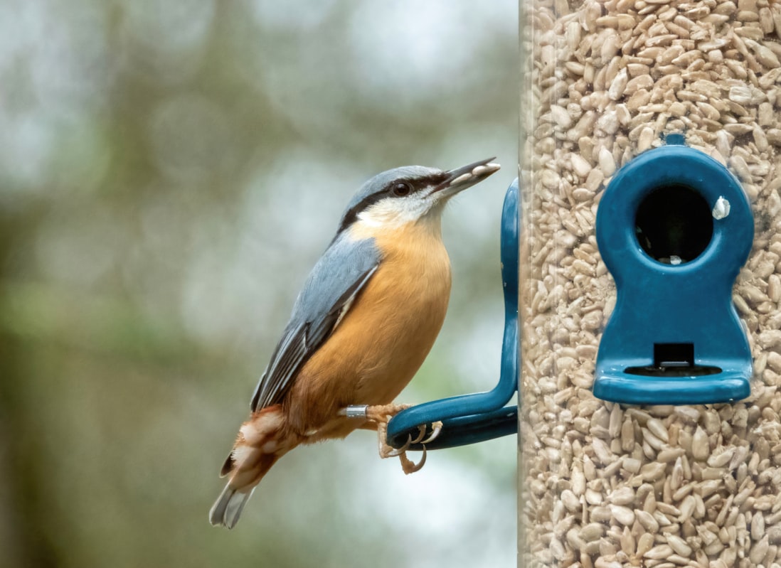 Where to Place Your Bird Feeder Camera for Best Results