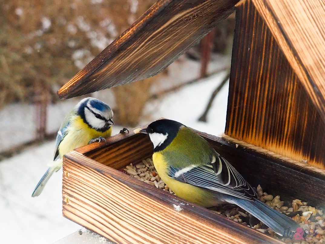 How Smart Bird Feeders Work: AI, Cameras & Apps Explained
