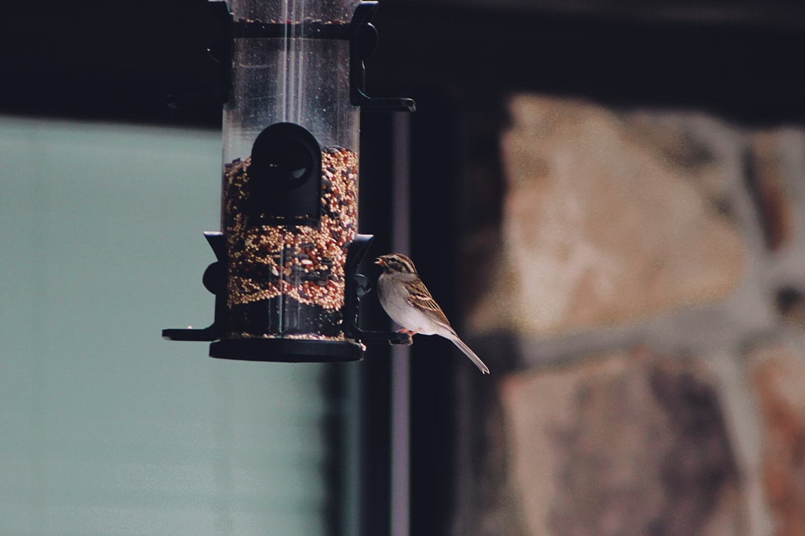 Solar vs Battery Bird Feeder Cameras: Which Should You Choose?