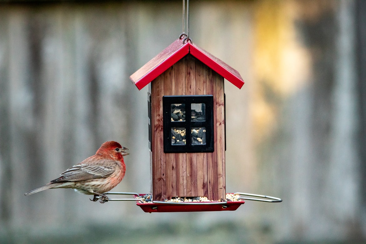 Will a Bird Feeder Camera Scare Birds Away?